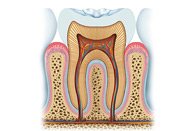 Tooth Anatomy